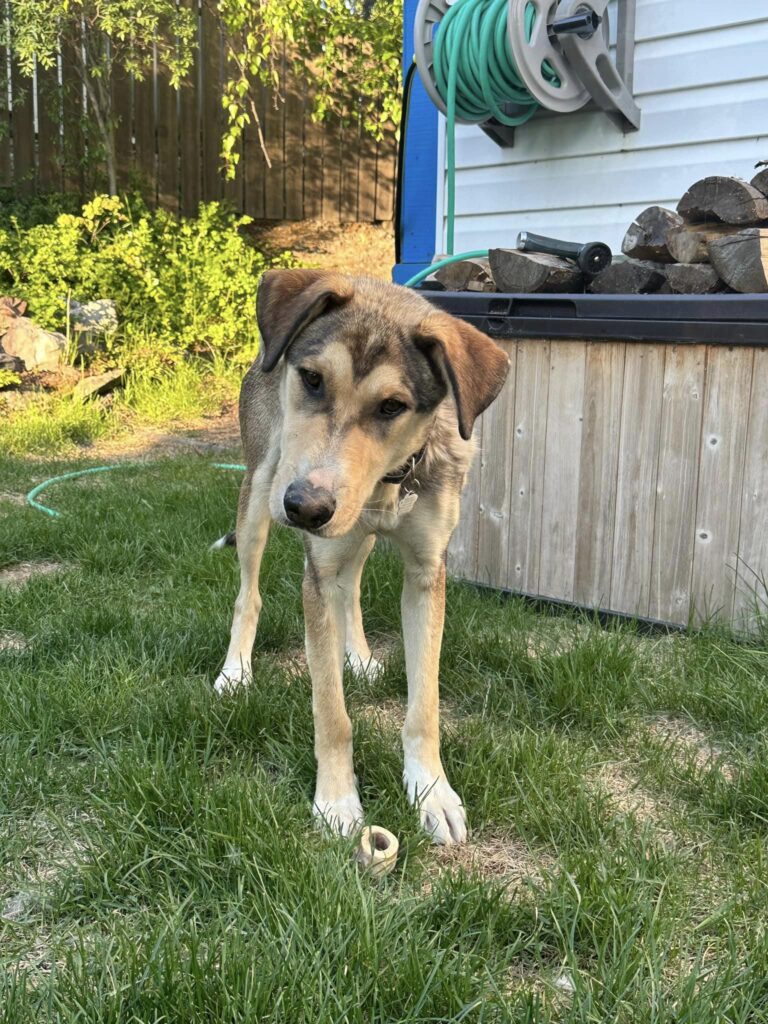 Rescue Qimmiq Kennels